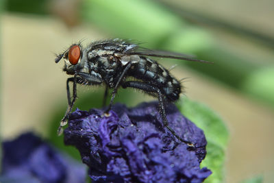 Close-up of insect on purple flower