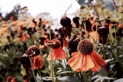 Close-up of red poppy flowers blooming in field