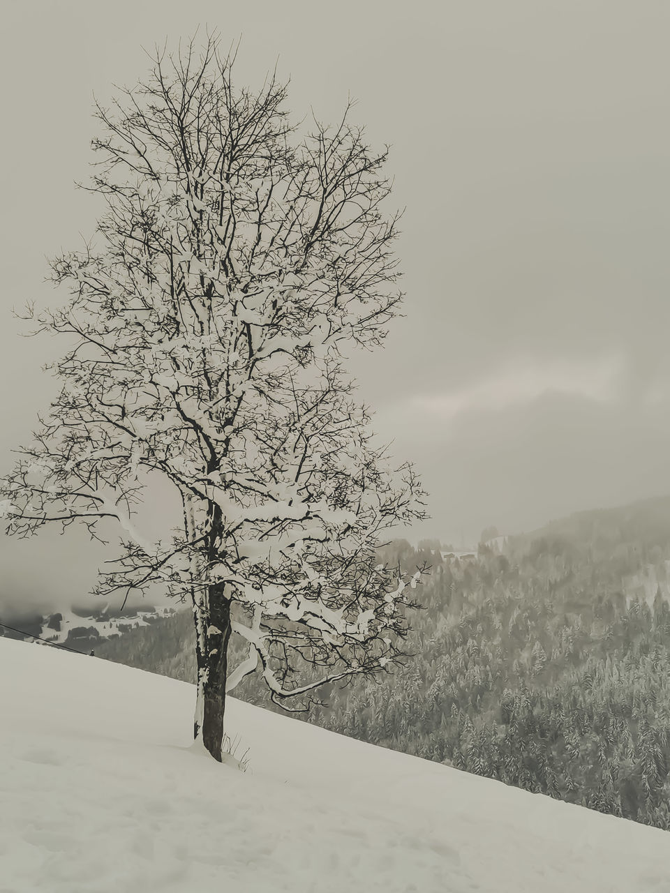 BARE TREE ON SNOWY FIELD AGAINST SKY