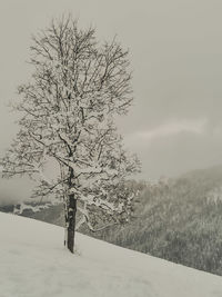 Bare tree on snow covered field against sky