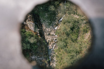 High angle view of moss on rock