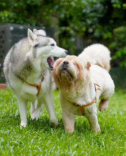 View of two dogs on field