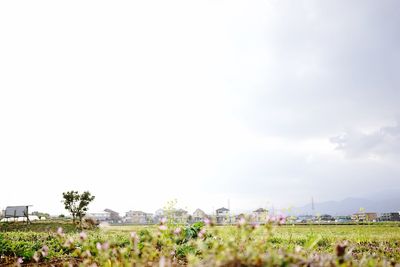 Plants growing on field