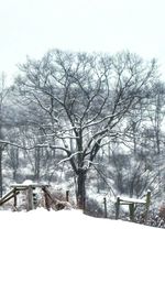 Bare trees on snow covered landscape