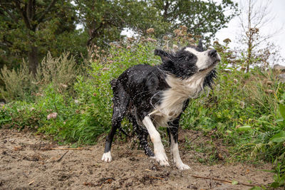 Dog standing on ground