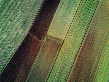 Full frame shot of green leaves