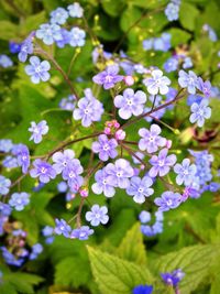 Close-up of purple flowers