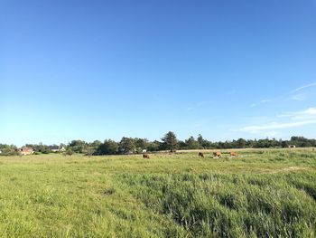 Hay bales on field against clear blue sky