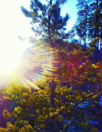 Sun shining through trees