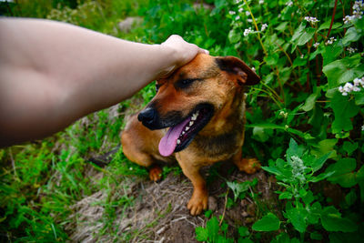 Dog sticking out tongue on land