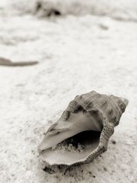 Close-up of seashell on beach