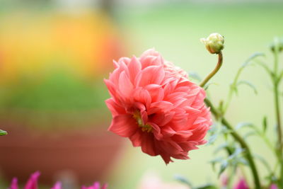 Close-up of pink flower against blurred background