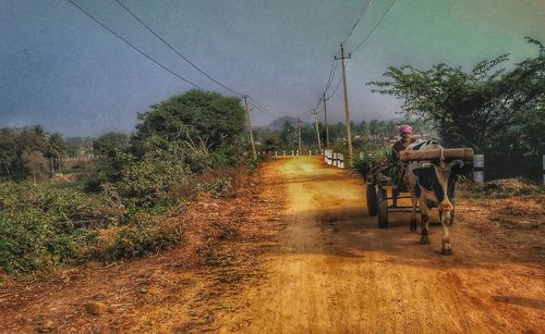 Man riding bicycle on road against trees