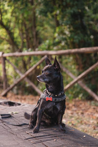 Portrait of dog