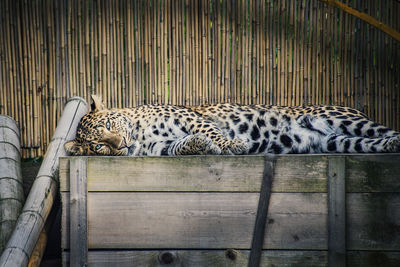 Bin cat sleeping in a zoo