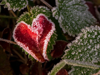 Close-up of heart shape on plant