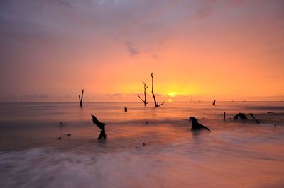 Death trunk at the beach during sunset