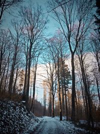 Bare trees on snow covered landscape