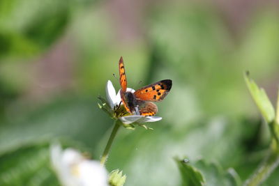 Close-up of butterfly pollinating on flower