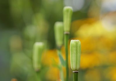 Close-up of yellow flower bud