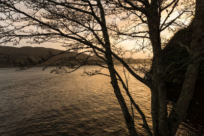 Close-up of tree at beach against sky