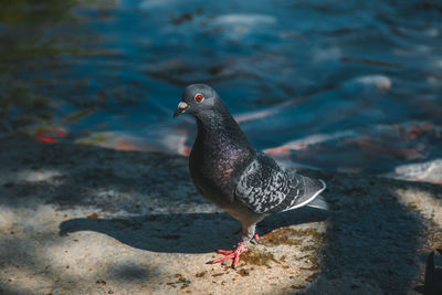 Close-up of a bird