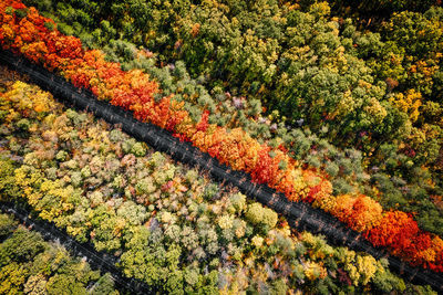 Aerial view of railroad tracks in autumn forest