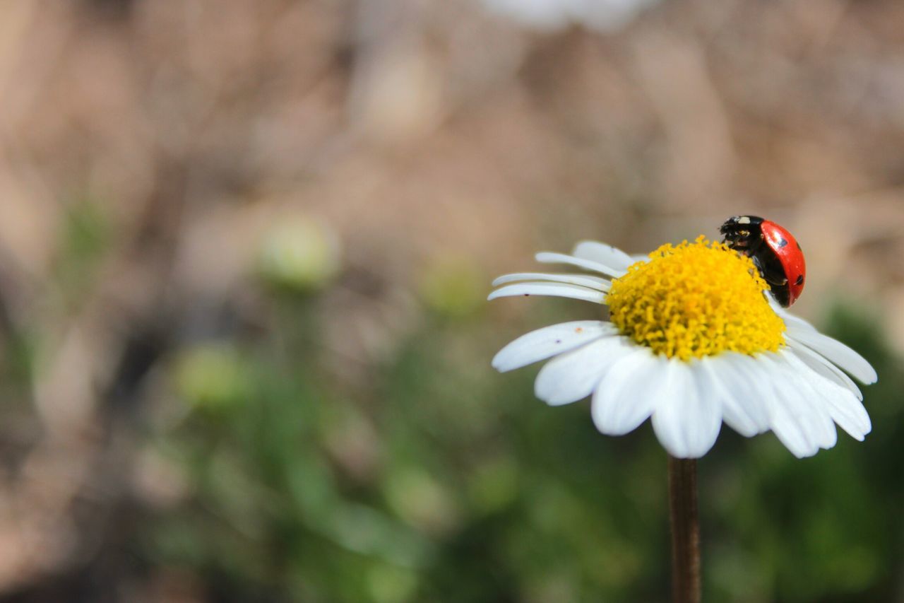 Daisy
