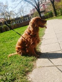 Dog sitting on grass