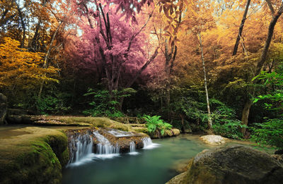 River flowing through forest