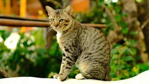 Portrait of a cat looking away