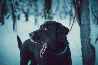 Dog walk in snow