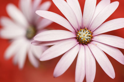 Close-up of pink flower