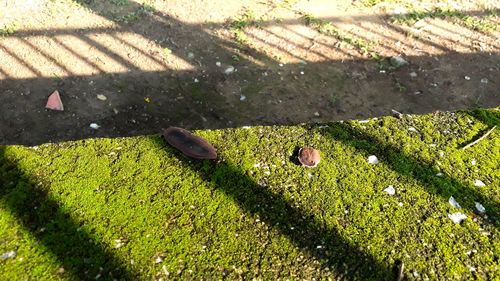 High angle view of lizard on grass