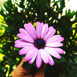 Close-up of pink flower blooming outdoors