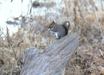 Squirrel enjoying breakfast