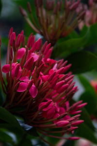 Close-up of pink flowering plant