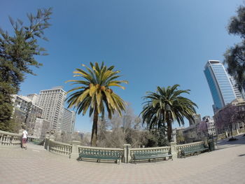 Palm trees in city against clear sky