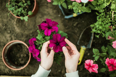 Cropped hand of woman holding potted plant