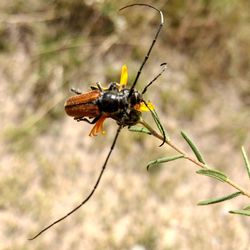 Close-up of insect on flower