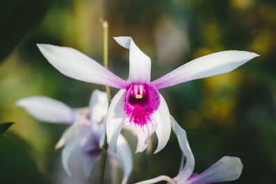 Close-up of flower against blurred background