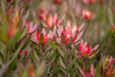 Close-up of pink flowering plants