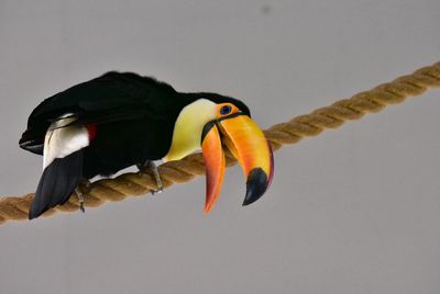 Close-up of bird perching