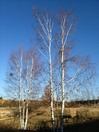 Bare trees on grassy field against blue sky