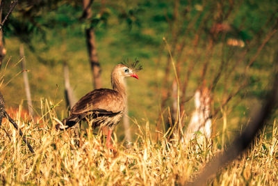Duck standing in a field