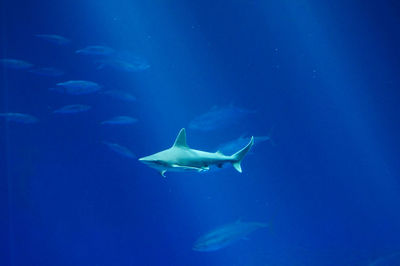 Shark swimming undersea