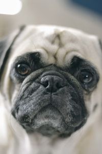 Close-up portrait of dog