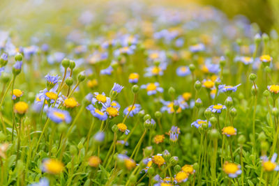 Close-up of fresh purple flowers in field