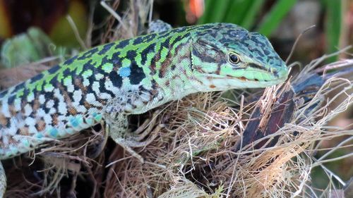 Close-up of lizard