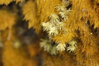 Close-up of yellow leaf on tree during winter